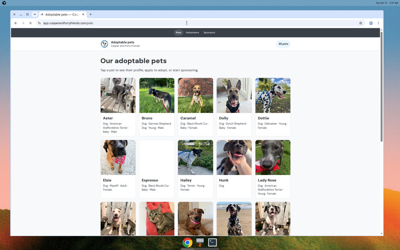 Adoptable pets gallery on Casper and Furry Friends